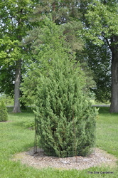 Juniperus chinensis 'Blue Point' — photo 2